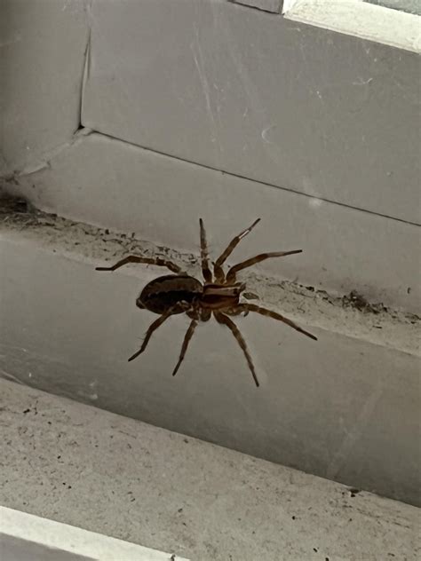 Anyone Know Specific Species And Sex R Spiders