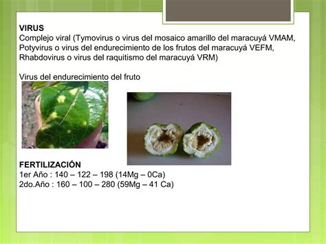 Manejo Convencional Vs Organico Maracuy Ppt