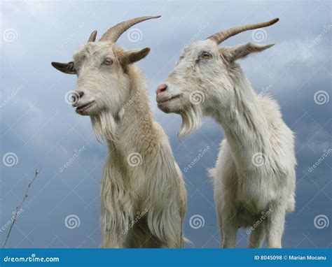 Two Goats Stock Photo Image Of Brown Horns Outdoor 8045098