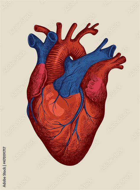 Hand Drawn Human Heart In Red And Blue Detailed Drawing On An Old