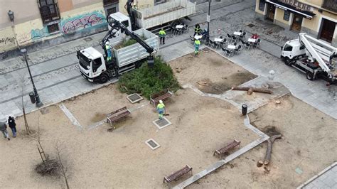 Cibeles tala los árboles de las Comendadoras para evitar una desgracia