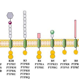 Alignment of receptor‐type protein tyrosine phosphatases (RPTPs)... | Download Scientific Diagram