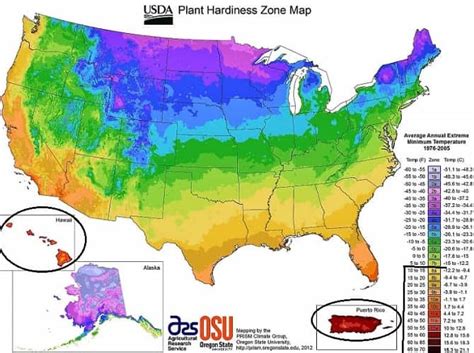 Palm Trees In The US Find Where They Live