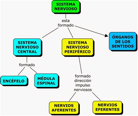 Esquema del sistema nervioso Fotos Guía 2021