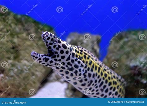 Honeycomb Moray Eel Gymnothorax Favagineus Or Laced Moray Fish In