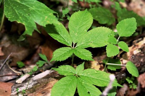 ginseng plant   wild ozark ginseng nursery