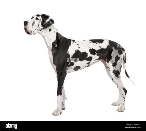 Black And White Spotted Great Dane