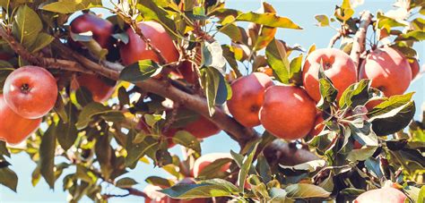 Orchard tour in apple heartland: Shimla | Unexplored Himachal | Hill Gypsy