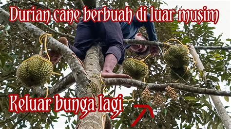 Durian Cane Berbuah Di Luar Musim YouTube