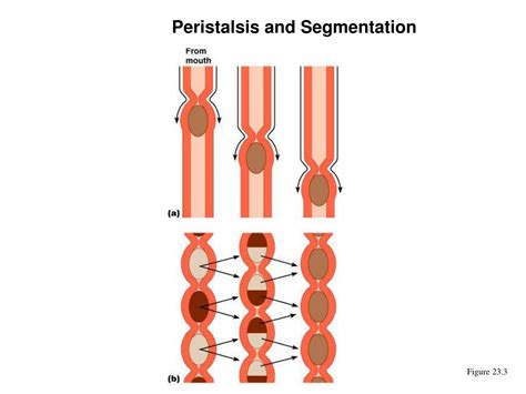 PPT The Digestive System Part A PowerPoint Presentation Free