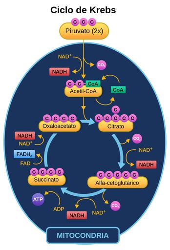 Pasos Del Ciclo De Krebs