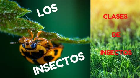 Los Insectos ClasificaciÓn Y CaracterÍsticas Youtube