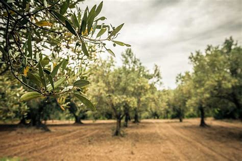 Las Nuevas Variedades De Olivo Europeas Se Examinan En C Rdoba Jardiner A