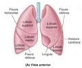 Anatomía del pulmón Flashcards Quizlet