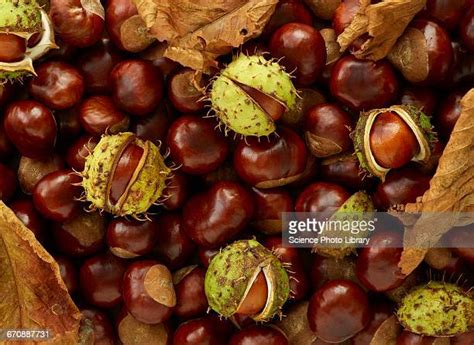 Buckeye Background Photos And Premium High Res Pictures Getty Images