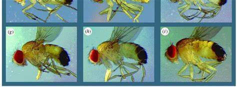 The Males Of The Nine Sister Species Of The D Melanogaster Species