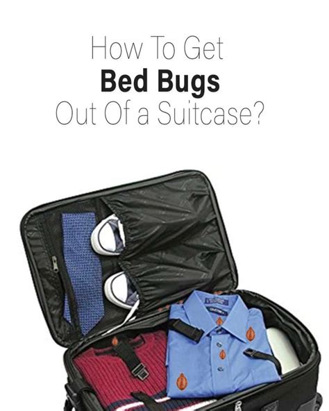 How To Get Bed Bugs Out Of Suitcase Full Guide