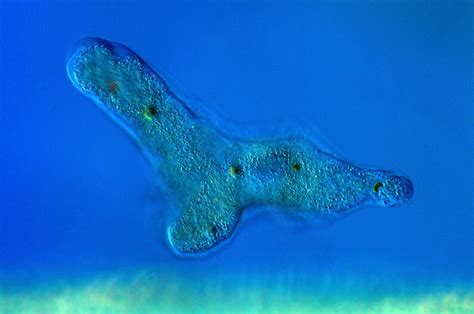 Proteus Amoeba Light Micrograph Bild Kaufen 12249258 Science Photo