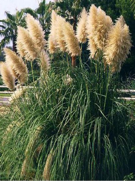 Herbe De La Pampa Cortaderia Selloana Le Jardin Du Pic Vert