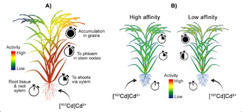 Examples Of Positron Imaging Of Contaminant Dynamics In Plants A