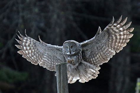 Great Horned Owl Wings Spread