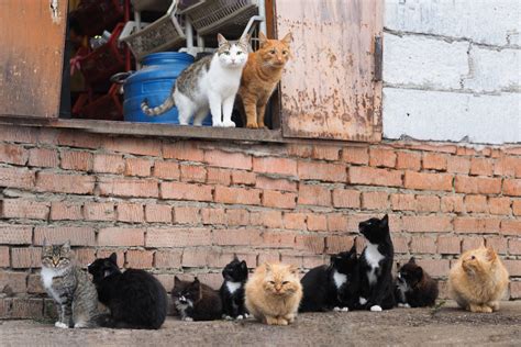 Dia Do Protetor De Animais Revista Meu Pet