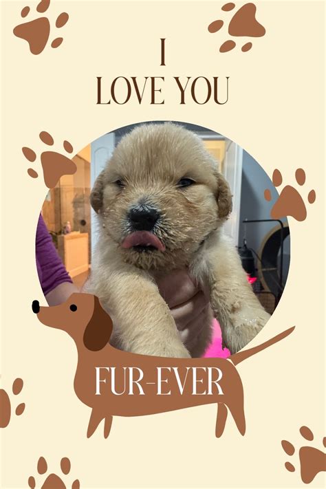 AKC Puppies For Sale In Houston, TX