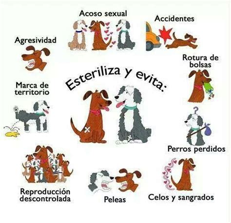 Esteriliza Por Favor Esteriliza Y Haz Un Mundo Mejor Para Todxs