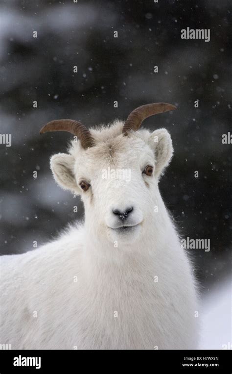 Dall Sheep Ovis Dalli Female Yukon Territory Canada Stock Photo Alamy