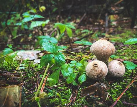 fungus   part   dr tom volk