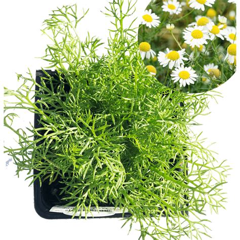 Roman Chamomile Plant