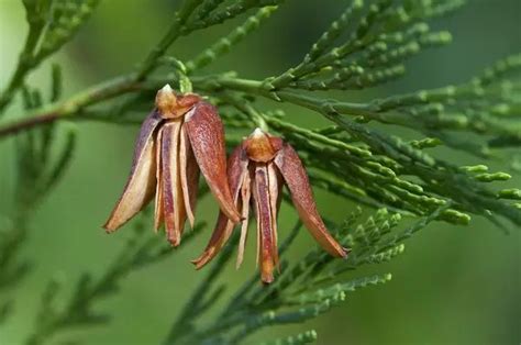 Two Brown Flowers On A Green Tree Branch