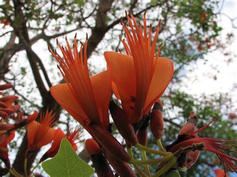 The Cooktown Trip Group Bat S Wing Coral Tree Erythrina