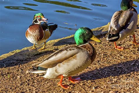 Wood Duck and Mallards Photograph by Kate Brown - Fine Art America