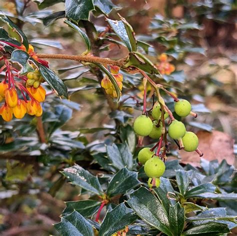 Darwins Barberry Berberis Darwinii Weeds Of Melbourne