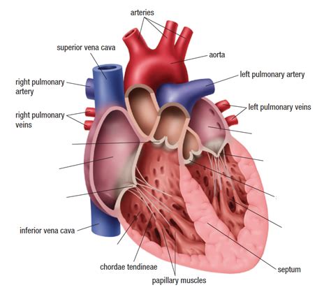 Sections Of The Heart Diagram Quizlet