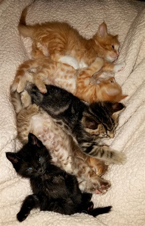 Best Litter For 5 Week Old Kittens at Tracey Parmelee blog