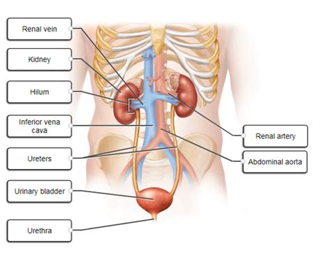 Urinalysis Flashcards Quizlet