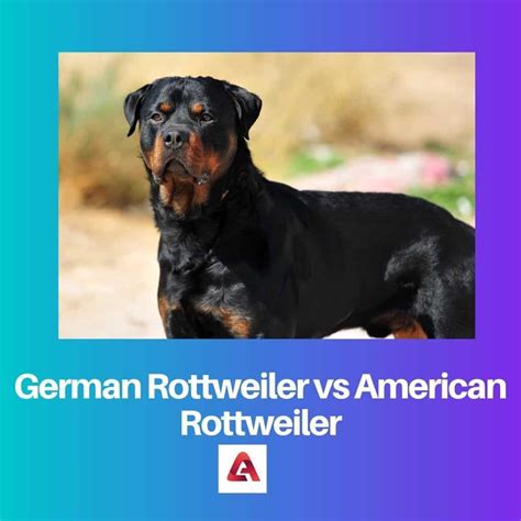 German Rottweiler Vs American Rottweiler Difference And Comparison