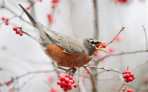 Plants Are Stuck as Seed-Eating Animals Decline - Scientific American