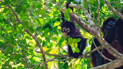 Spider monkey birth documented in the wild for first time: Exclusive ...