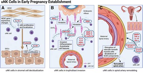 Uterine Natural Killer Cell Biology And Role In Early Pregnancy