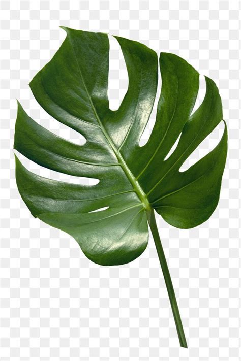 Monstera Deliciosa Philodendron Monstera Nature Plants Leaf Nature