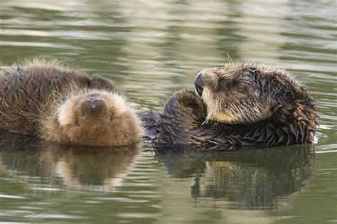 Sea Otter Mother And Pup Sleeping Photograph by Sebastian Kennerknecht ...