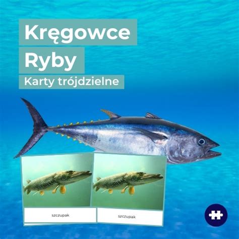 Kręgowce ryby karty trójdzielne