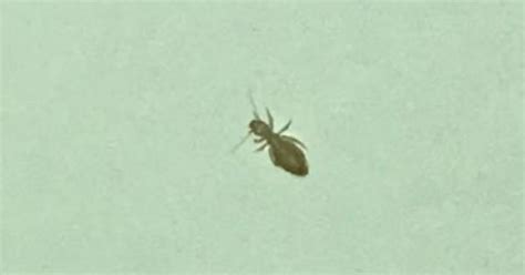 Is This A Bed Bug Nymph Imgur