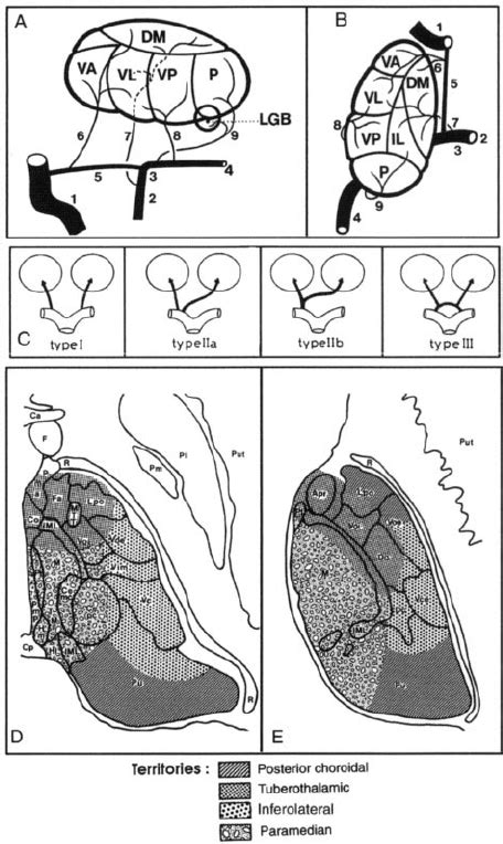 Thalamic Vascular Supply Schematic Diagram Of Lateral A And Dorsal