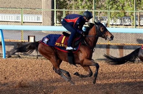 【新居の土曜競馬コラム・京王杯スプリングc】 日刊ゲンダイ競馬