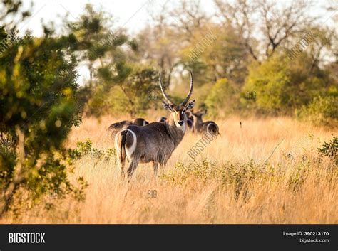 African Waterbuck Image & Photo (Free Trial) | Bigstock