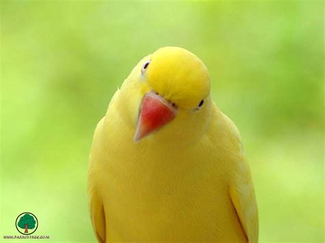 Amazing Creativity: Yellow/Red Just amazing Parrot